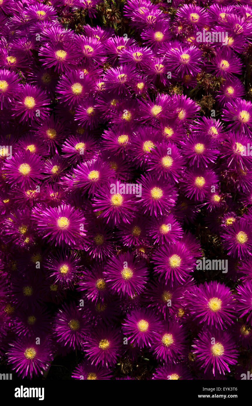 Pink Carpet fioritura sull'isola di Santorini nel Mare Egeo. Die Rote Mittagsblume blüht auf Santorini in der Ägäis. Foto Stock