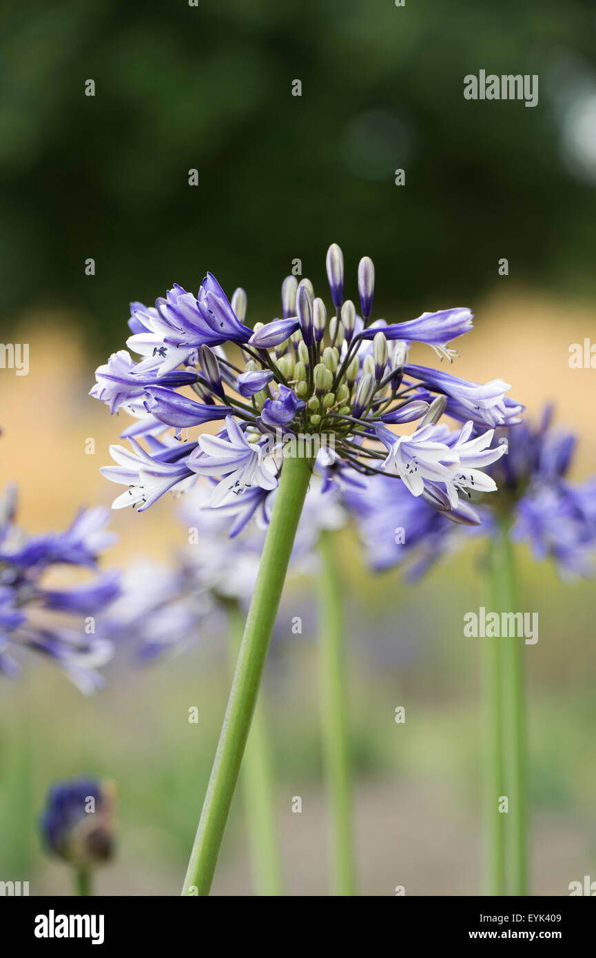 Agapanthus 'Multicolor'. Giglio africano Foto Stock