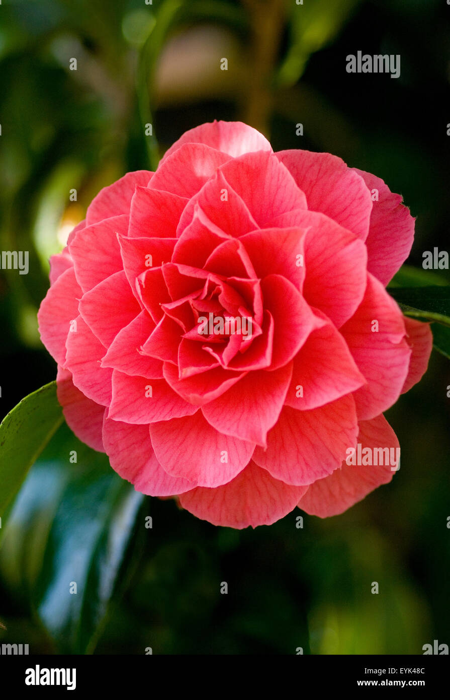 Rosso singolo Camellia in piena fioritura. Foto Stock