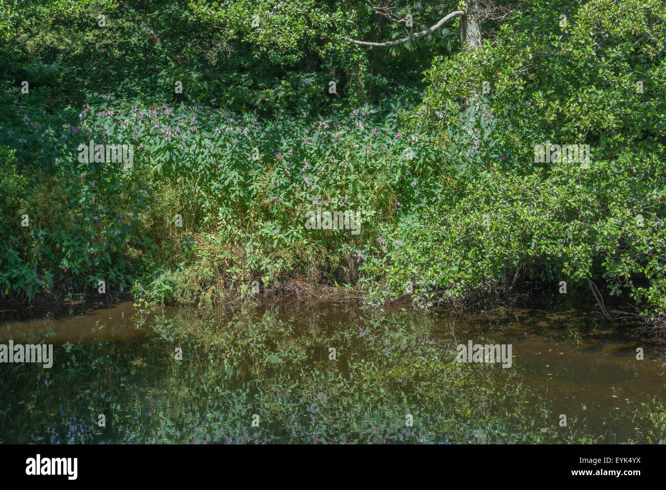 Balsamo indiano / himalayana / Balsamina Impatiens glandulifera. Erbaccia invasiva con affinità per umido e suoli umidi. Weed patch visto sul fiume Fowey. Foto Stock