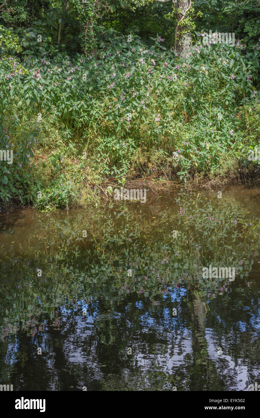 Balsamo indiano / himalayana / Balsamina Impatiens glandulifera. Erbaccia invasiva con affinità per umido e suoli umidi. Weed patch visto sul fiume Fowey. Foto Stock