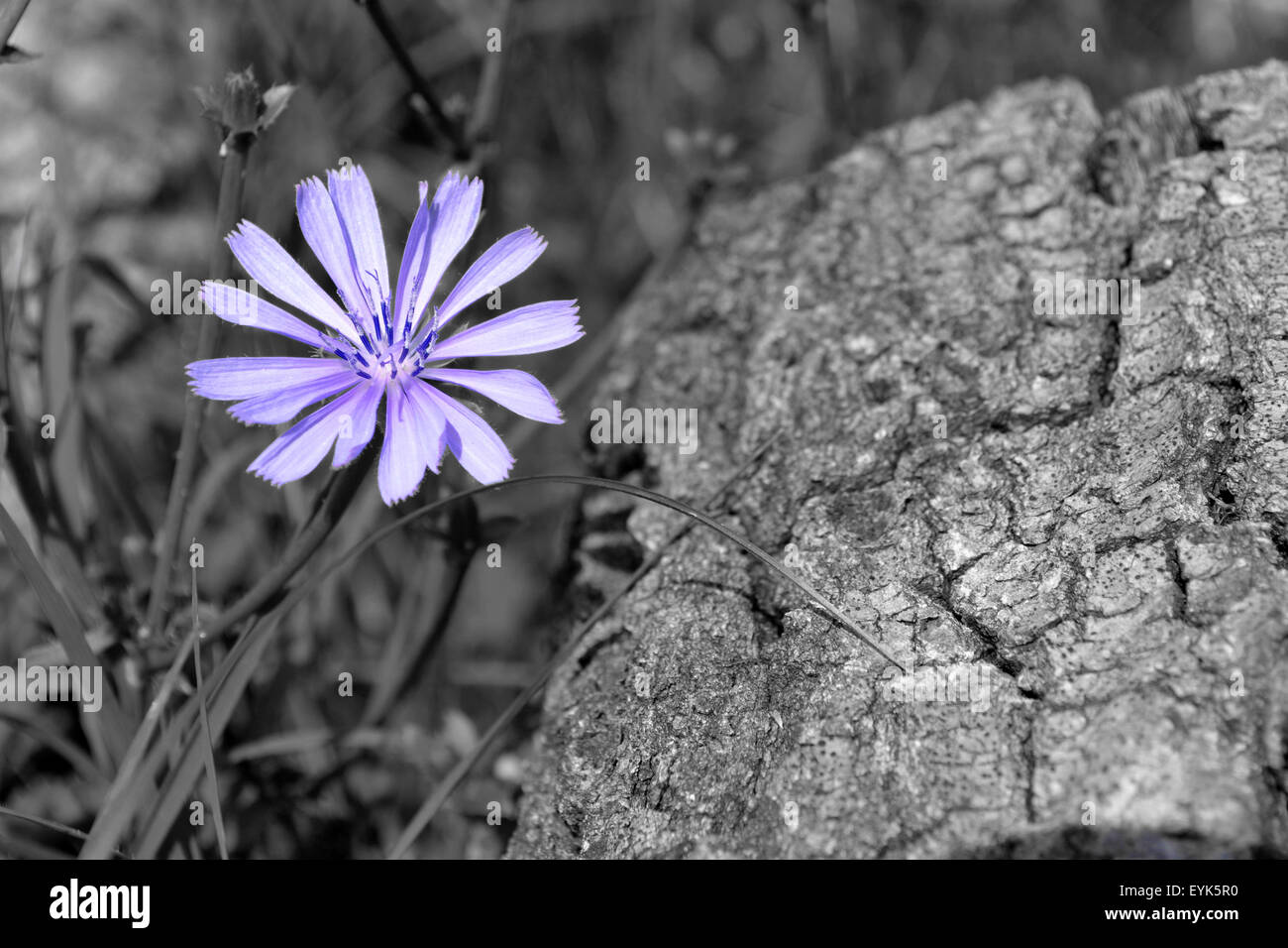 fiore di cicoria Foto Stock