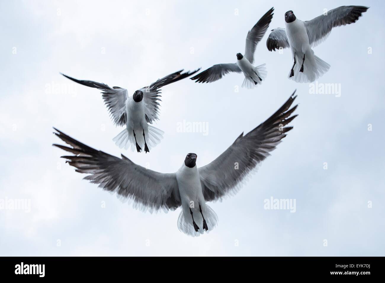 Quattro per il nero-guidato i gabbiani (chroicocephalus ridibundusflying) di overhead Foto Stock