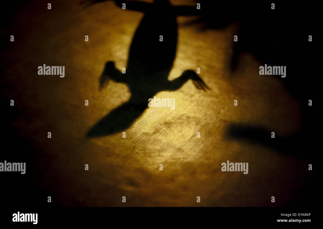 La forma di un monitor conservati lizard ombra sul pavimento. Foto Stock