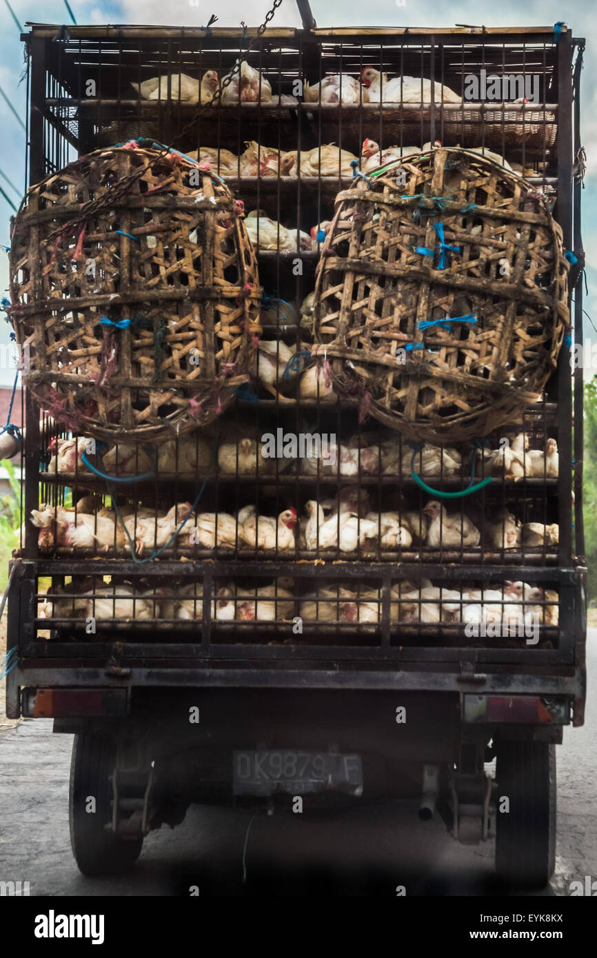 I broilers sono trasportati da un camion che si muove su una strada che porta alle attrazioni turistiche del tempio e della spiaggia di Tanah Lot a Tabanan, Bali, Indonesia. Foto Stock