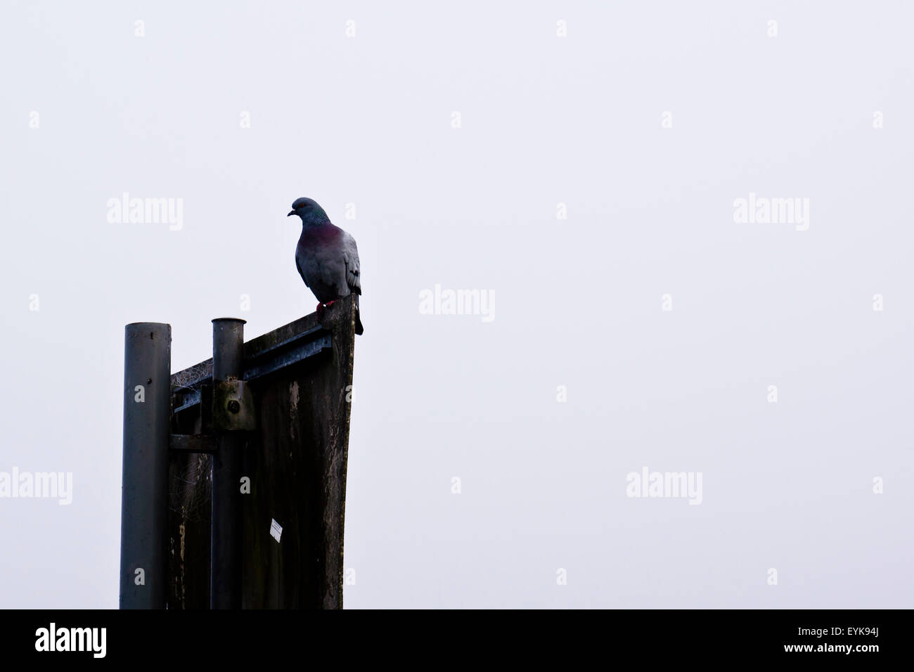 Piccioni selvatici in piedi su un cartello stradale Foto Stock