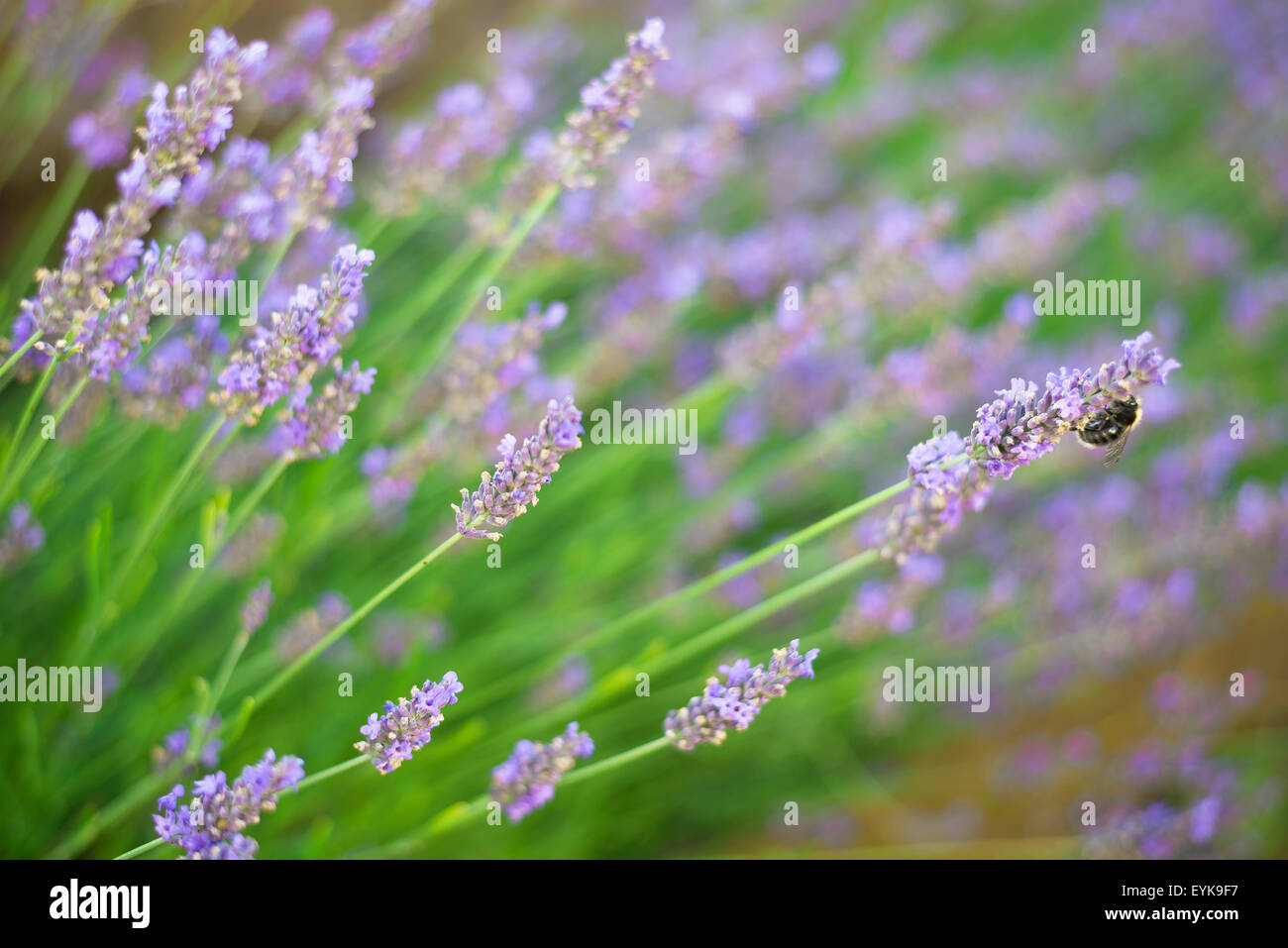 Lavanda, vista di un'ape sulla lavanda inglese (hidcote lavendula) in un giardino di campagna di Suffolk, Inghilterra. Foto Stock