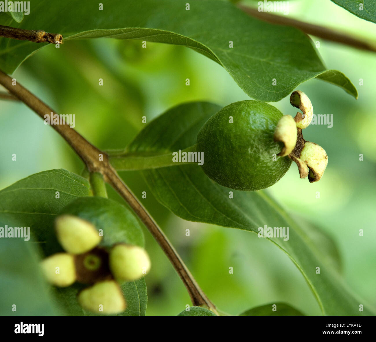 Guave; Echte Guave; Psidium guajava, Exotische Frucht, exotisch, Suedfrucht, Foto Stock