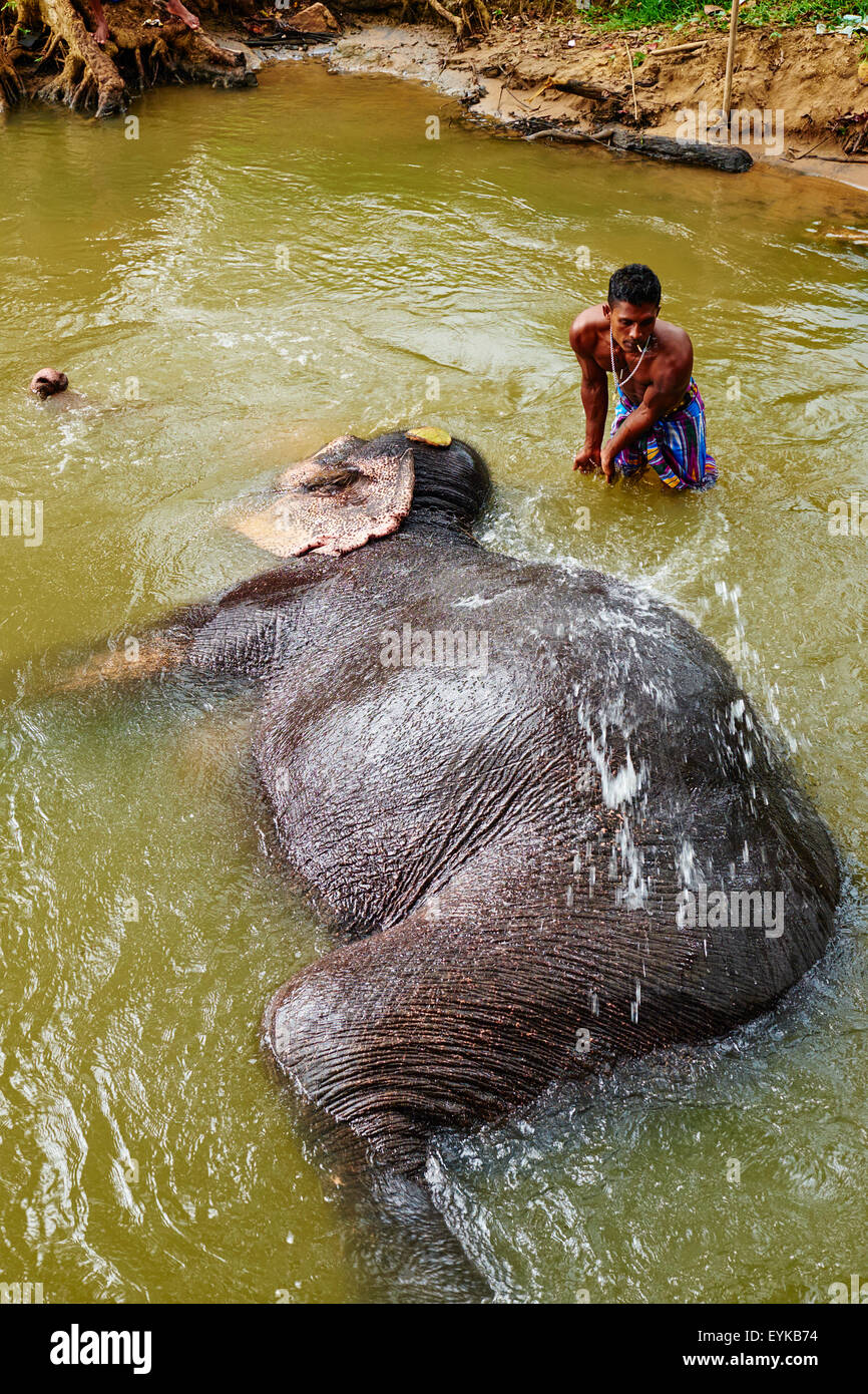 Sri Lanka, Ceylon, Nord provincia centrale e antica città di Sigiriya, elefante vasca da bagno Foto Stock