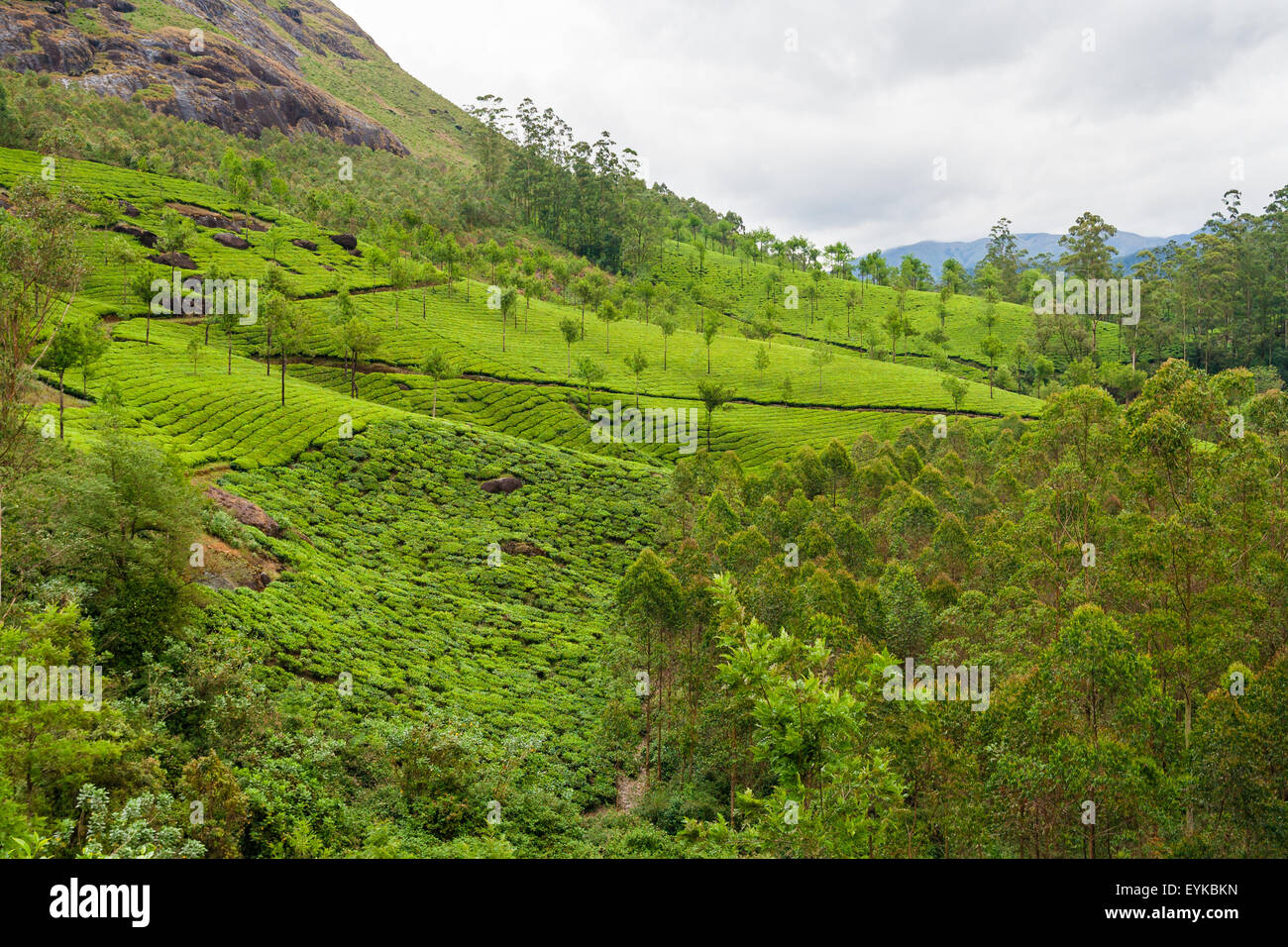 Le piantagioni di tè munnar india Foto Stock