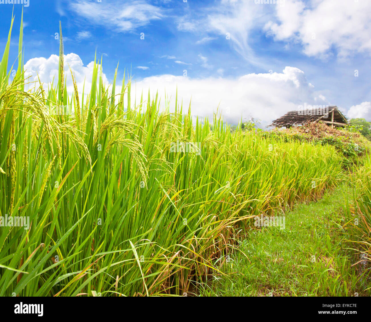 Campo di Riso piante piante all'aperto agricoltura naturale. Foto Stock