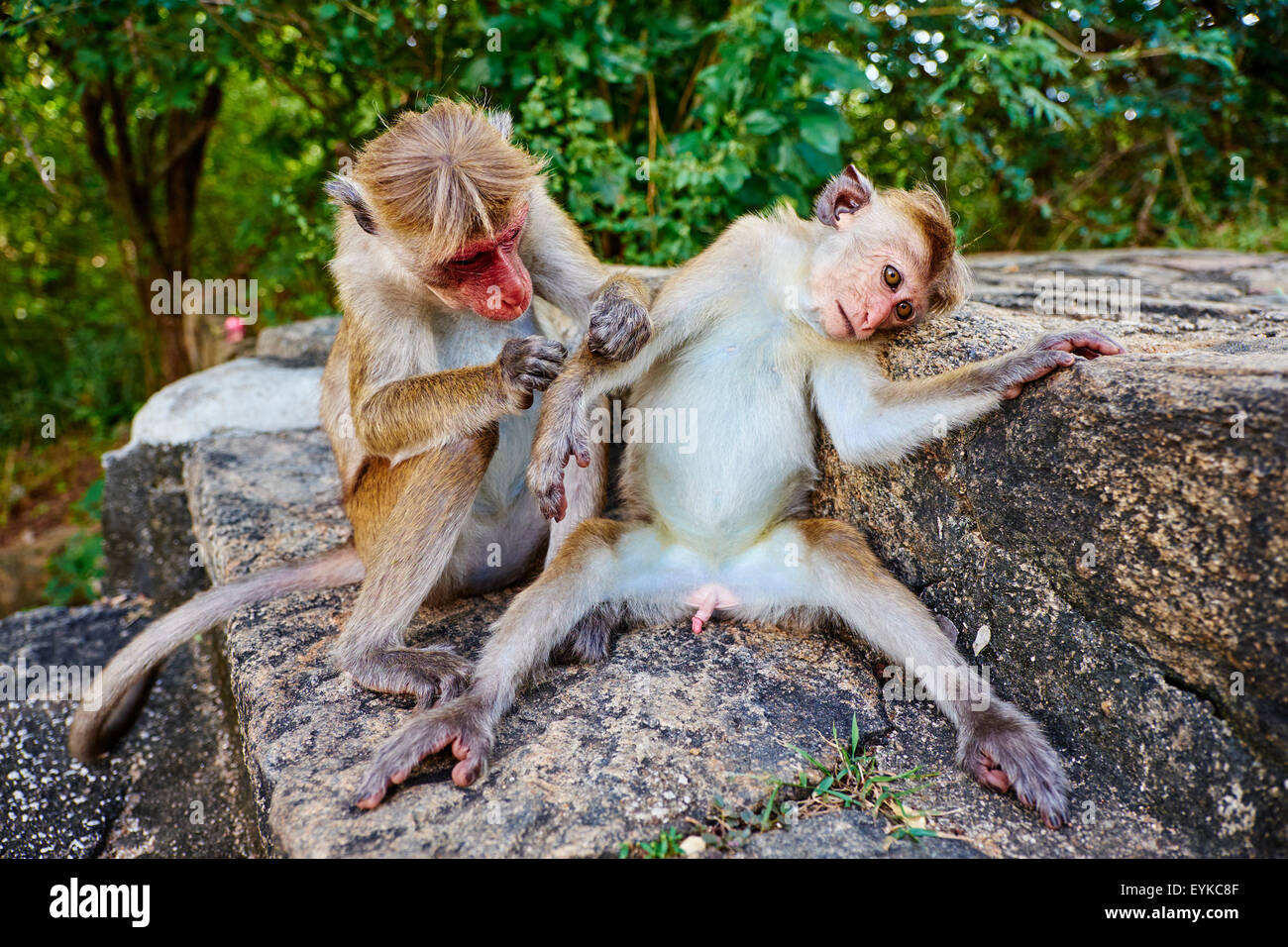 Sri Lanka, Ceylon, Nord provincia centrale, Dambulla, buddista tempio nella grotta, scimmie Foto Stock