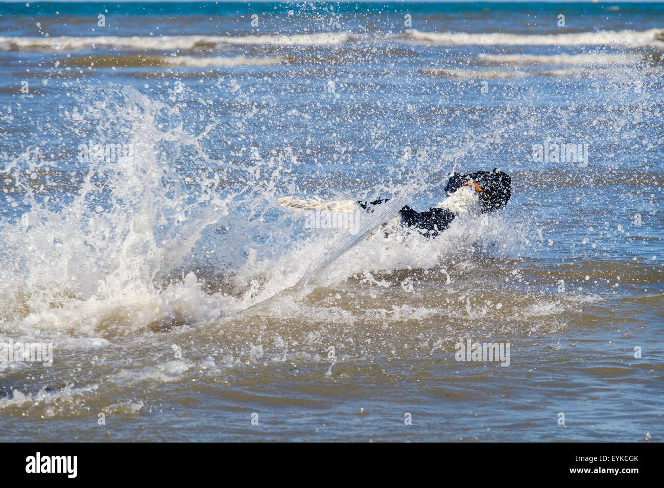 Un bianco e nero English Springer Spaniel cane che corre e spruzzi di acqua di mare su una spiaggia. Il Galles, Regno Unito, Gran Bretagna Foto Stock