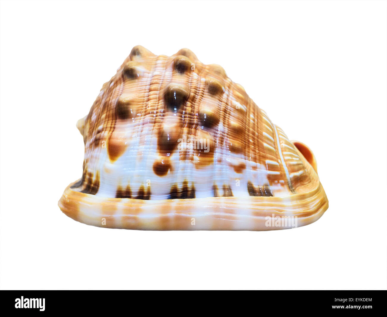 Guscio di Cypraecassis Rufa o bocca di Bull casco è una specie di lumaca di mare, marine mollusco gasteropode della famiglia Cassidae Foto Stock