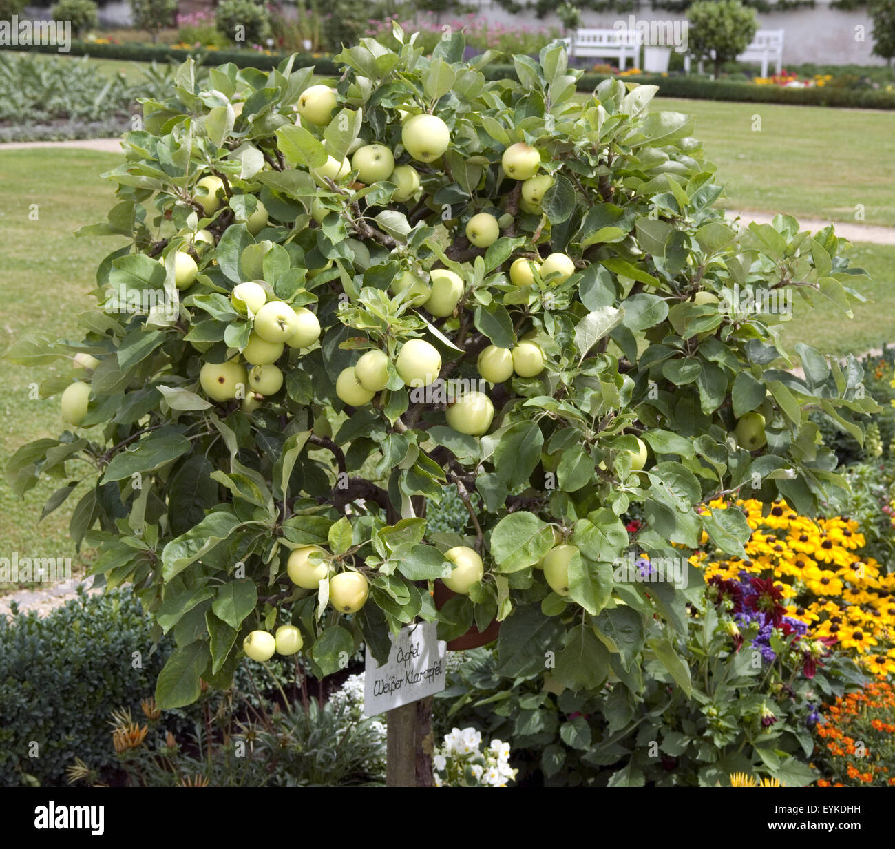 Apfel, Weisser Klarer, Zwergapfelbaum, Blumenkuebel, Apfelsorte, Apfel, Kernobst, Obst, Foto Stock
