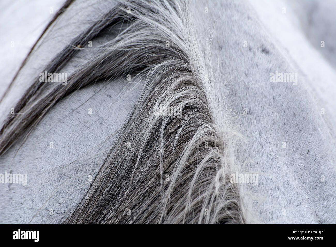 Criniera del cavallo Foto Stock
