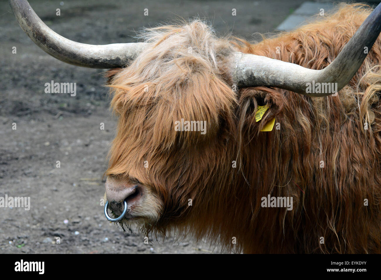 Highland scozzesi bovini in uno zoo. Foto Stock