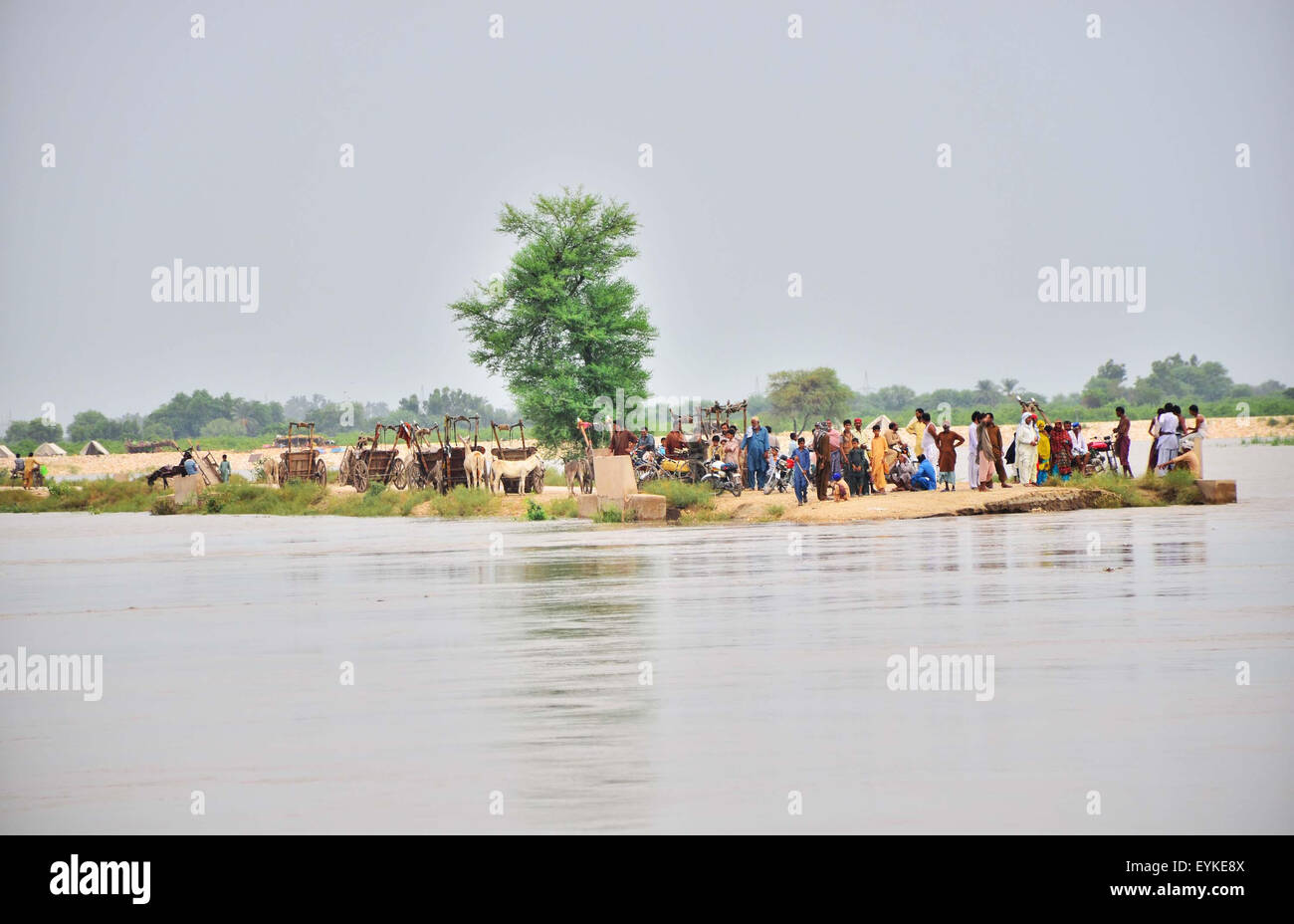 Viste di Flood area hit Burira villaggio situato nella periferia di Larkana vicino a delta del fiume Indo, Venerdì, 31 luglio 2015. Colpite dalle alluvioni la gente del villaggio Burira hanno spostato in luoghi sicuri n self-help base lungo con il loro bestiame a causa delle pesanti acqua di inondazione come il loro villaggio è stato immerso nell'acqua. Foto Stock