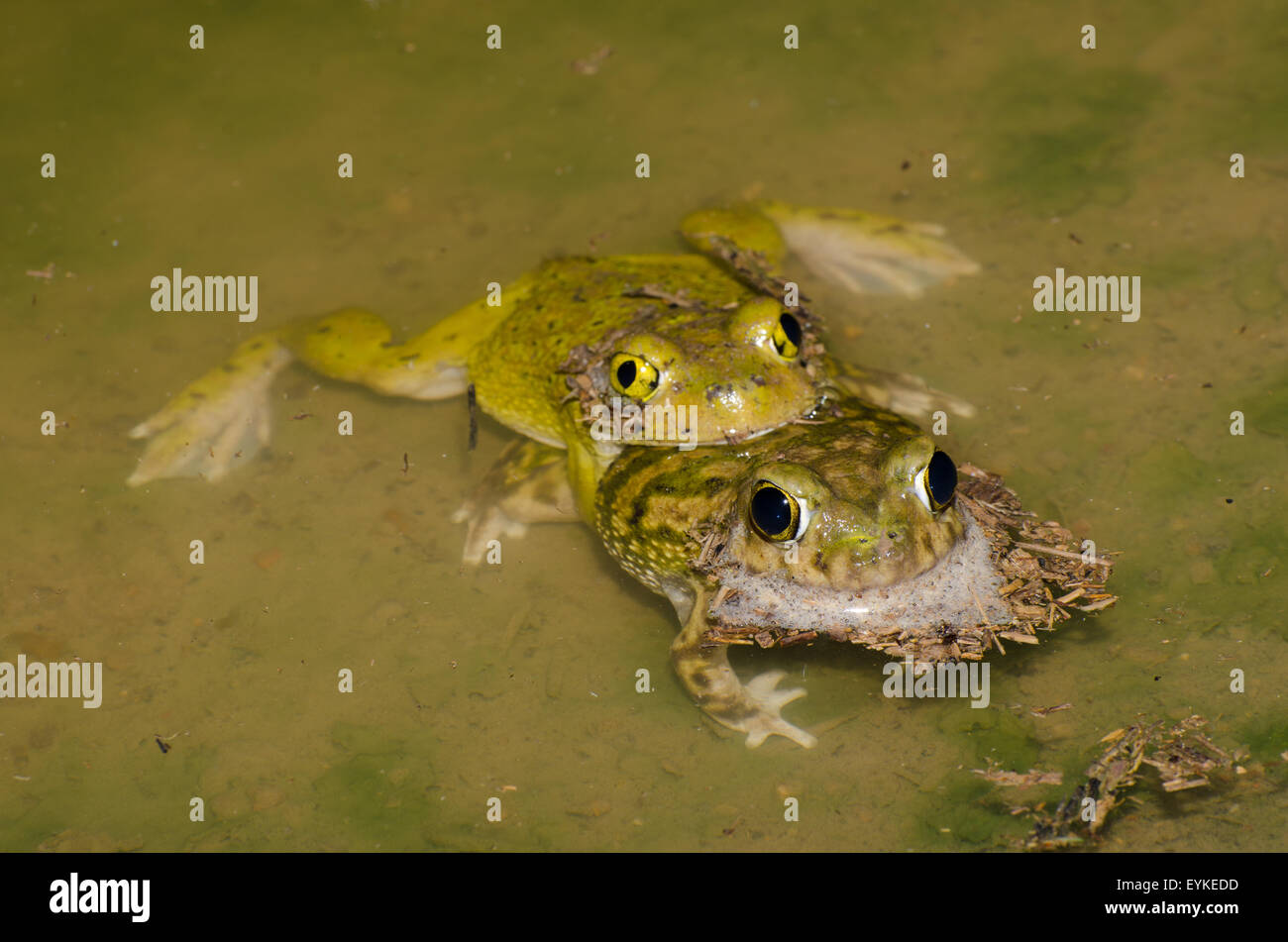 Il lettino Spadefoots, (Scaphiopus couchii), in amplexus temporanea di un laghetto formatosi durante l'estate piogge monsoniche nel Nuovo Messico, Stati Uniti d'America. Foto Stock