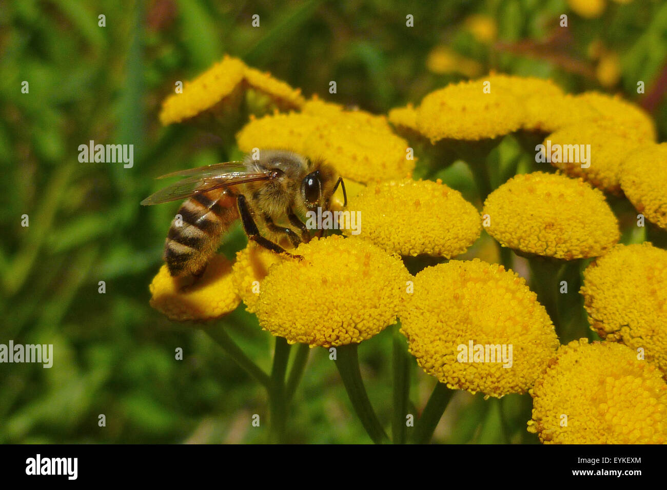 In Germania, in Baviera superiore, margine fern con APE, Foto Stock