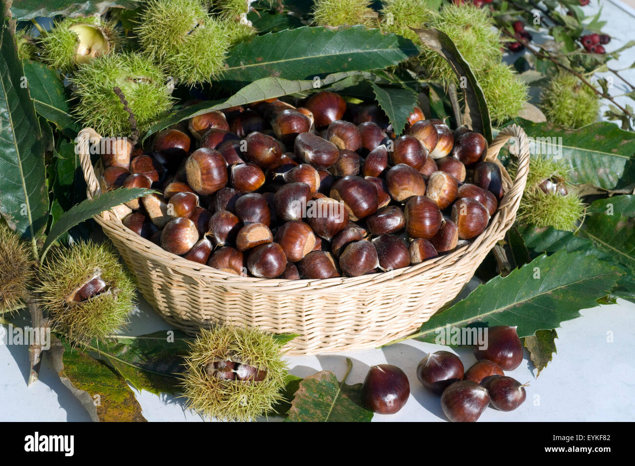 Esskastanien, Edelkastanie, Castanea sativa, Heilpflanzen, Fruechte Foto Stock