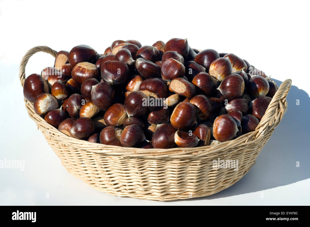 Esskastanien, Edelkastanie, Castanea sativa, Heilpflanzen, Fruechte Foto Stock