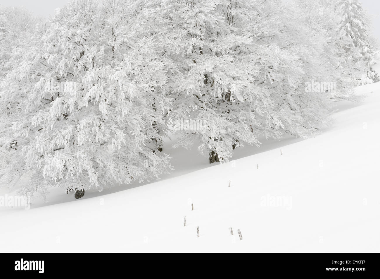 Germania, Baden-Württemberg, Foresta Nera, Schauinsland, rame faggio Fagus sylvatica, alberi innevati in inverno, Foto Stock