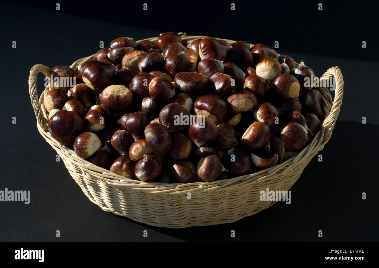 Esskastanien, Edelkastanie, Castanea sativa, Heilpflanzen, Fruechte Foto Stock