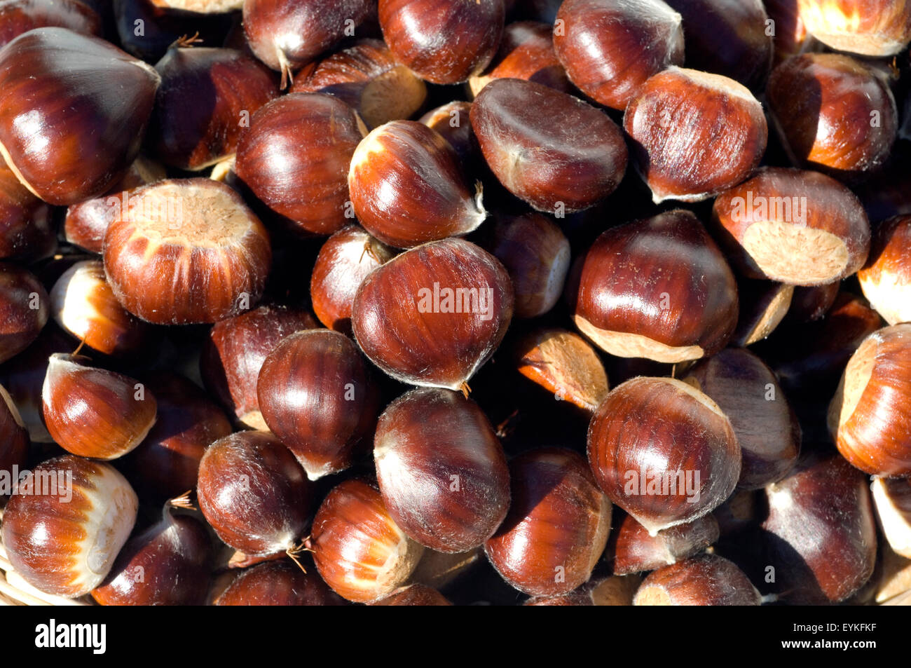 Esskastanien, Edelkastanie, Castanea sativa, Heilpflanzen, Fruechte Foto Stock