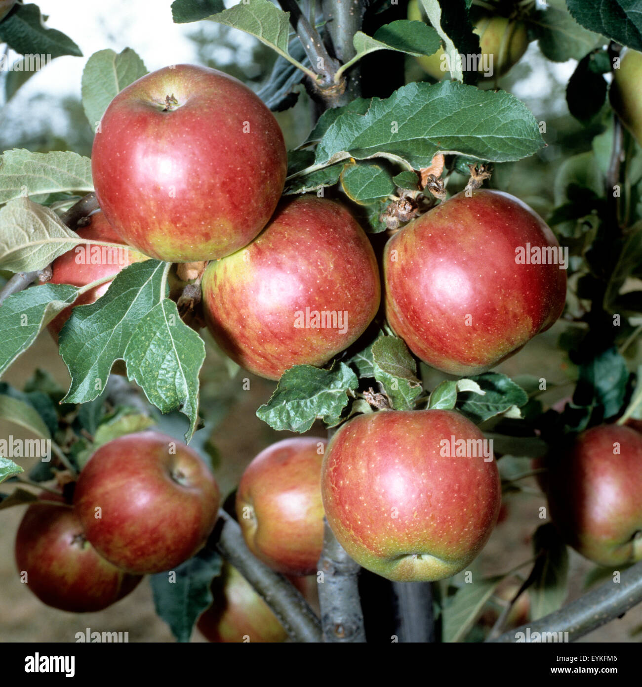 Florina; Apfel; Apfelsorte, Apfel, Kernobst, Obst, Foto Stock