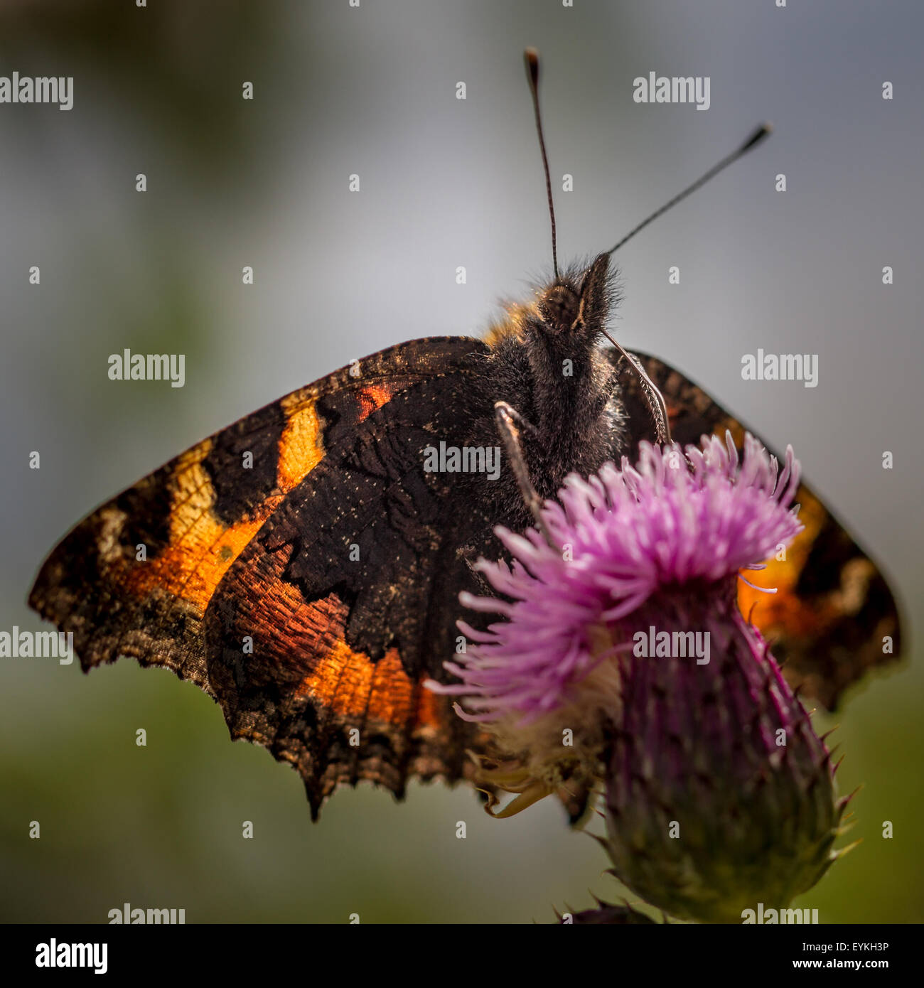 Piccola tartaruga Butterfly back lit bere da un fiore di cardo con colori incandescente attraverso, REGNO UNITO Foto Stock