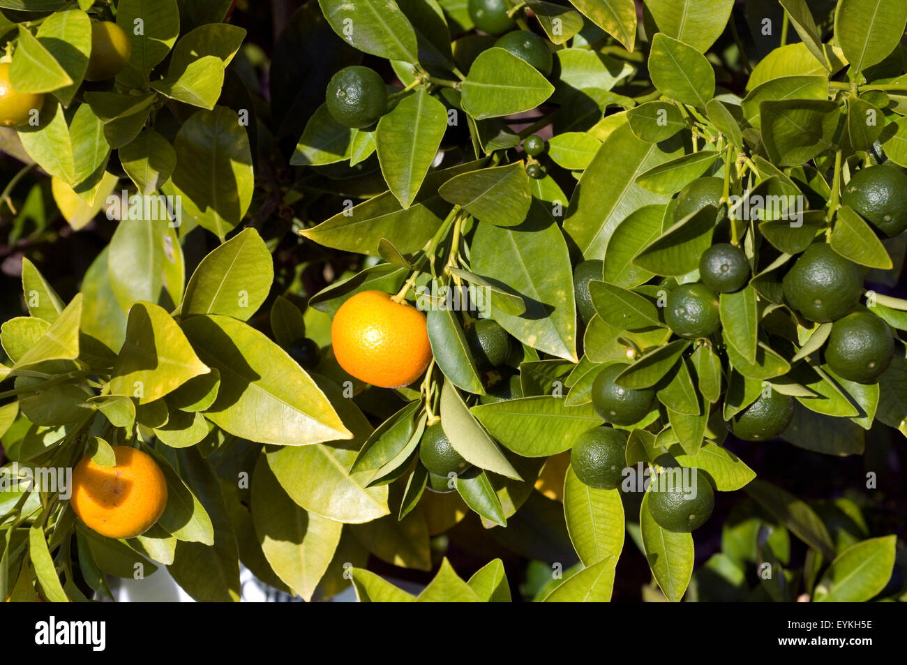 Orangenbaum, arancio, agrumi, sinensis, Zitrus Foto Stock