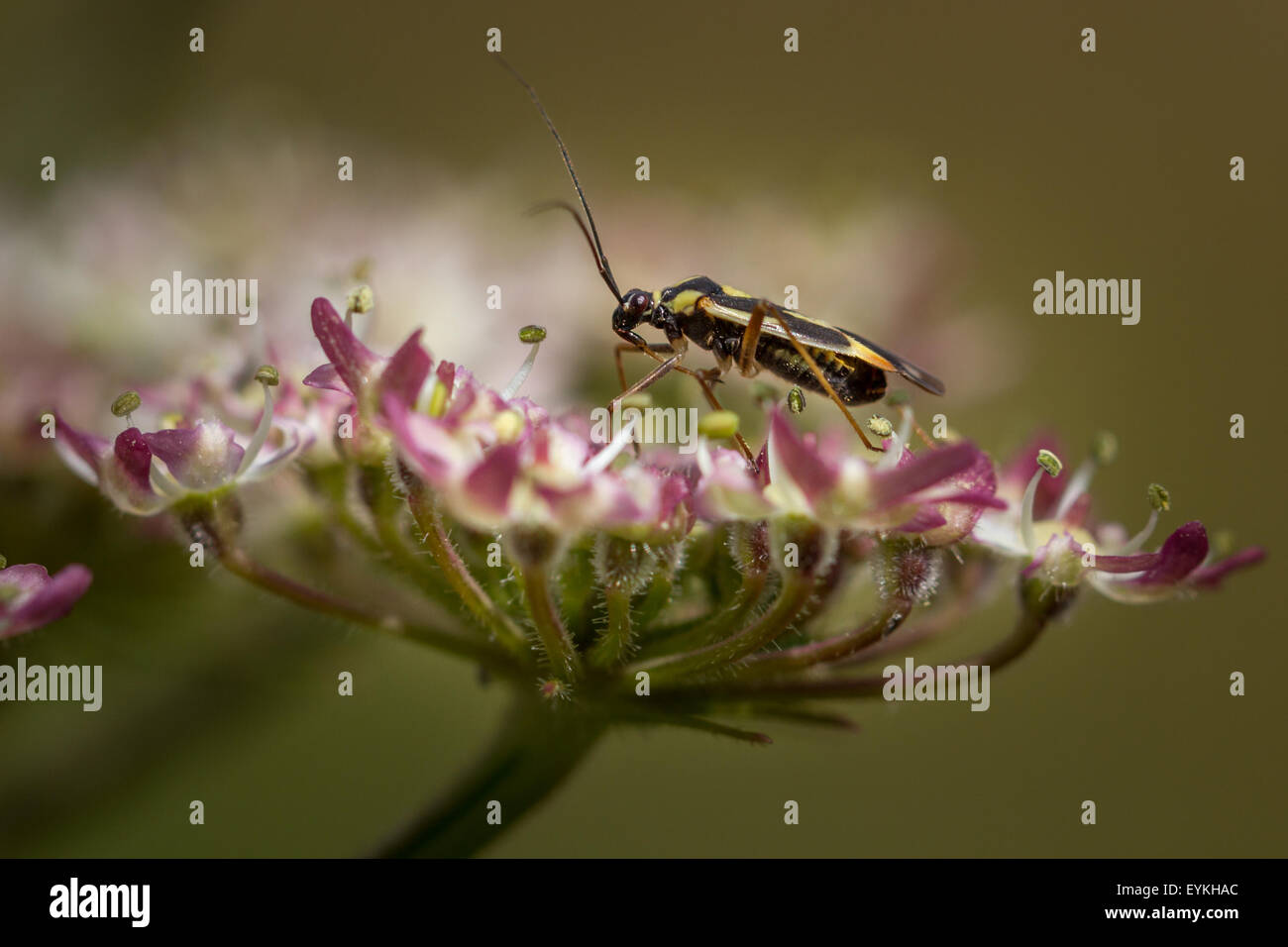 Mirid Bug (Grypocoris (Lophyromiris) stysi) Foto Stock