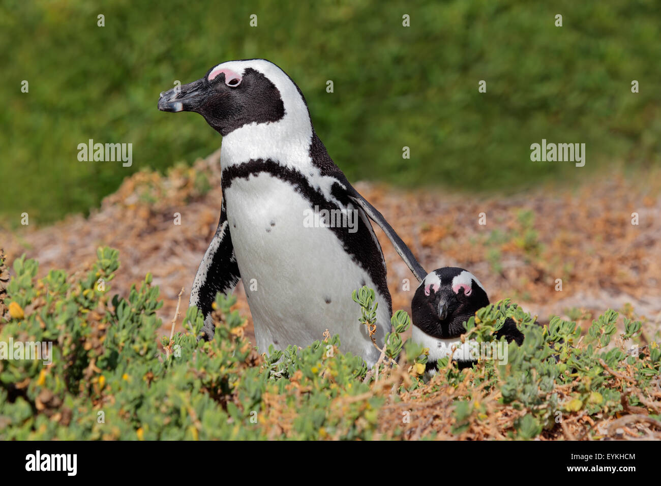 Coppia di allevamento di pinguini africani (Spheniscus demersus), Western Cape, Sud Africa Foto Stock
