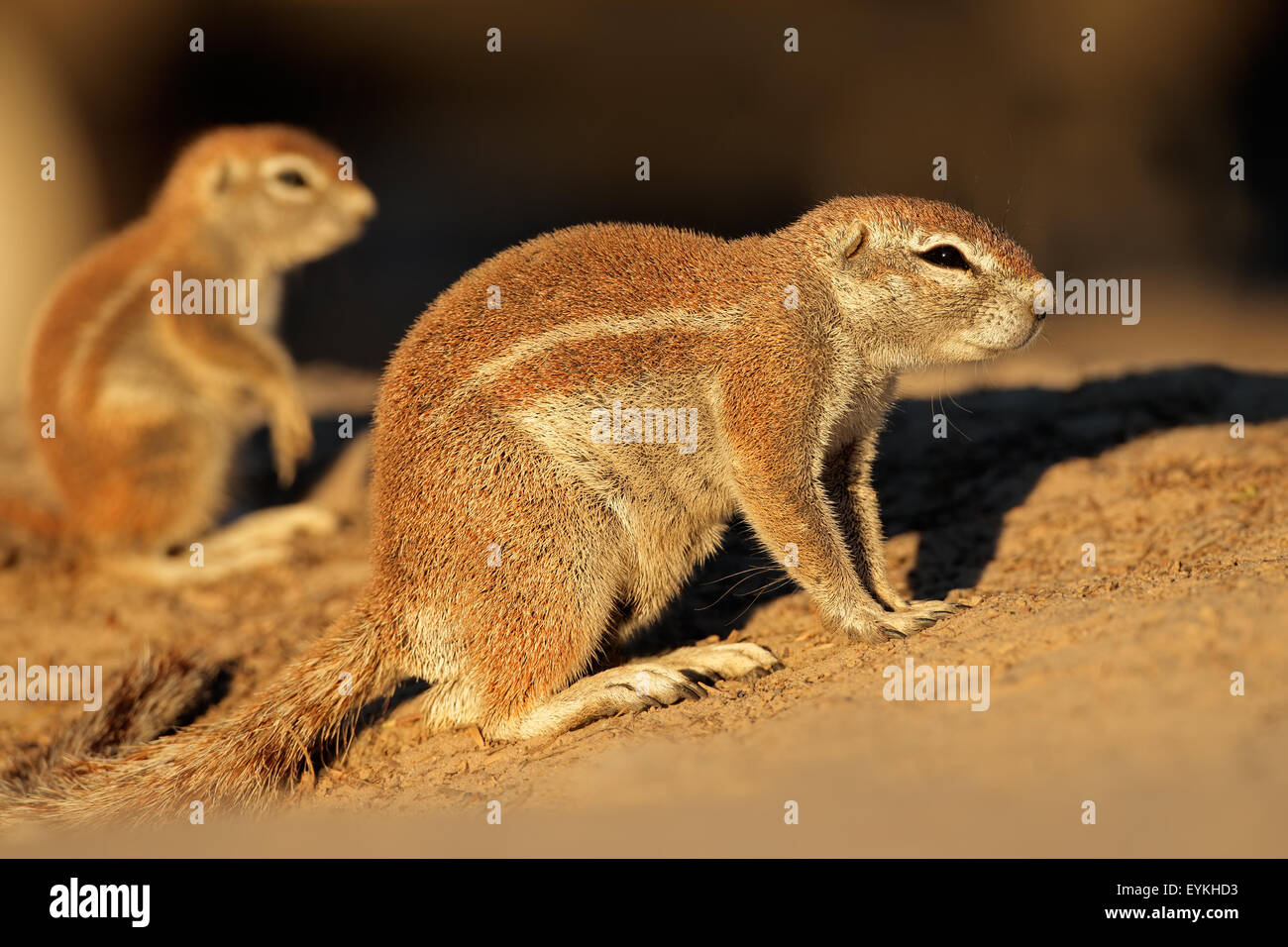 Gli scoiattoli di terra (Xerus inaurus) nel tardo pomeriggio di luce, deserto Kalahari, Sud Africa Foto Stock