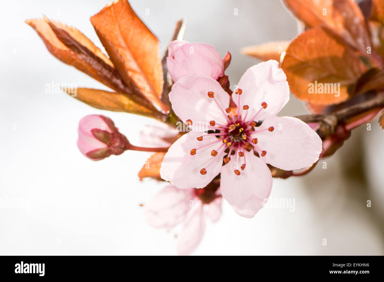 Macro di un rosa prugna Fiore Foto Stock