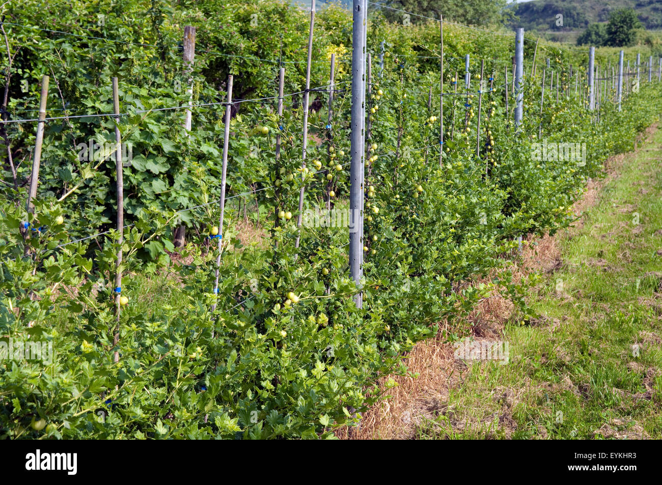 Stachelbeere; Ribes; uva-crispa; Strauch; Foto Stock