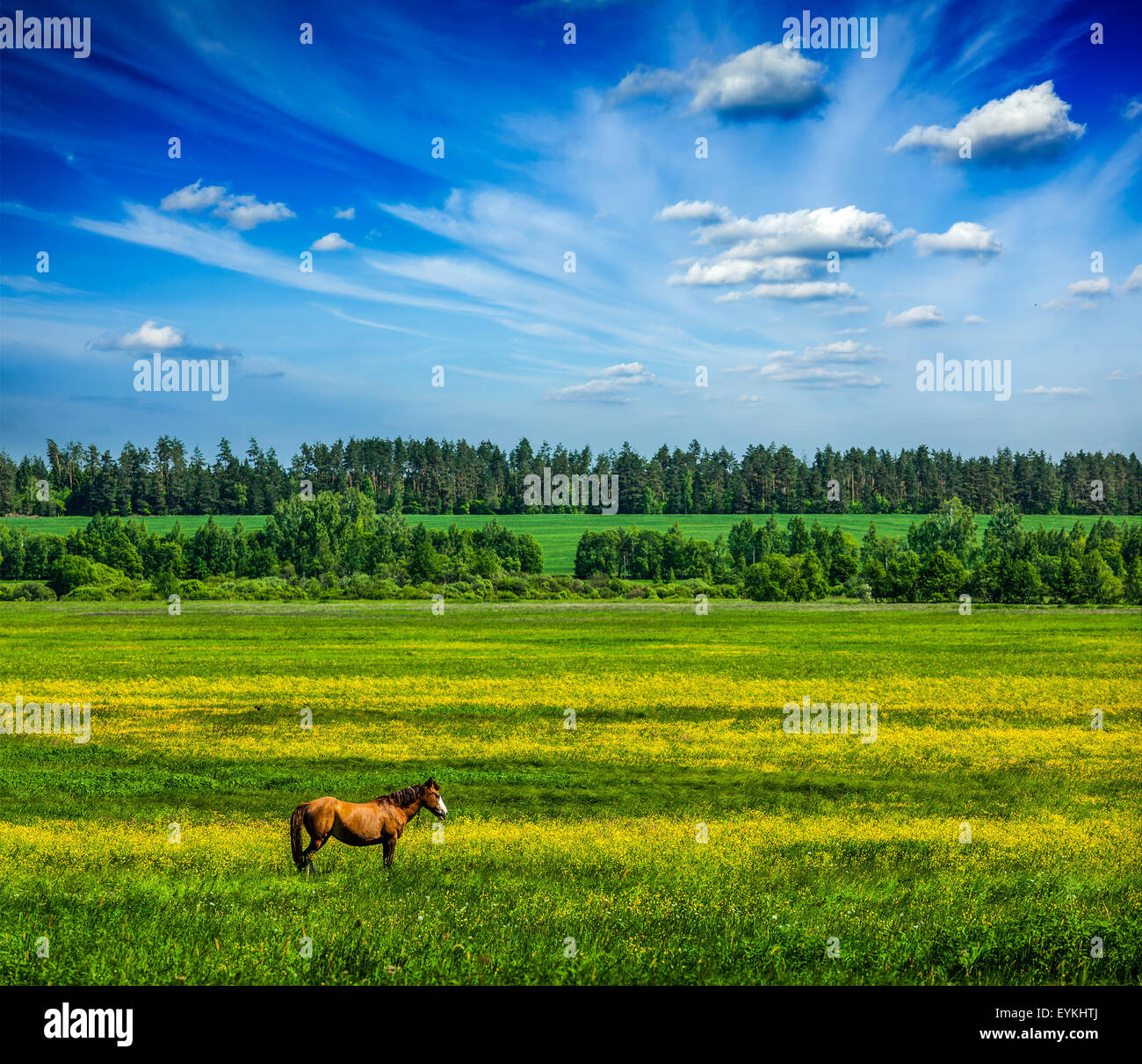 Primavera estate sfondo - erba verde prato campo paesaggio paesaggio sotto il cielo blu con cavallo al pascolo Foto Stock
