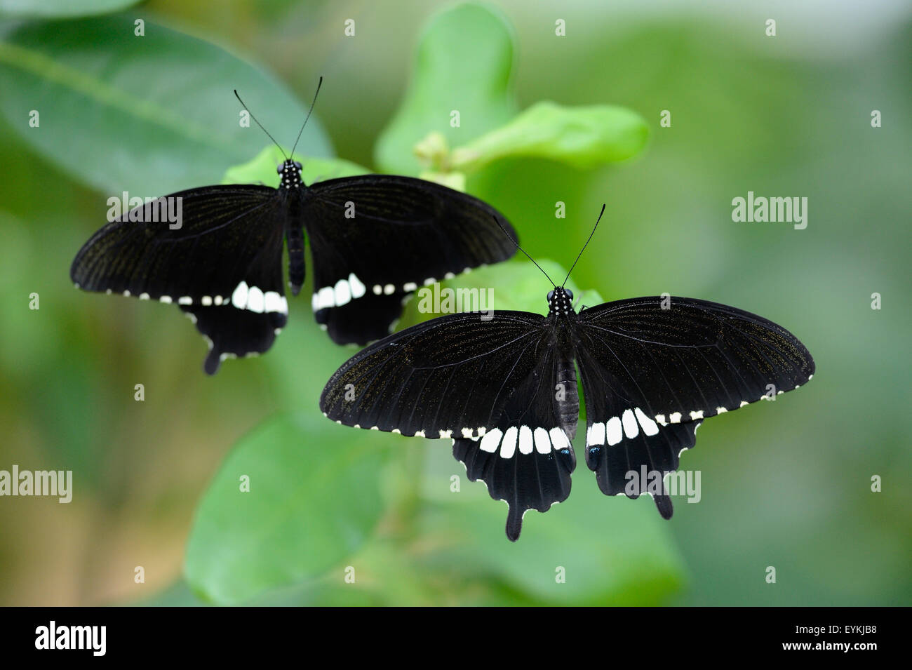 Due farfalle 'small' Mormone, Papilio polytes, sedersi, foglie, vista posteriore, Foto Stock