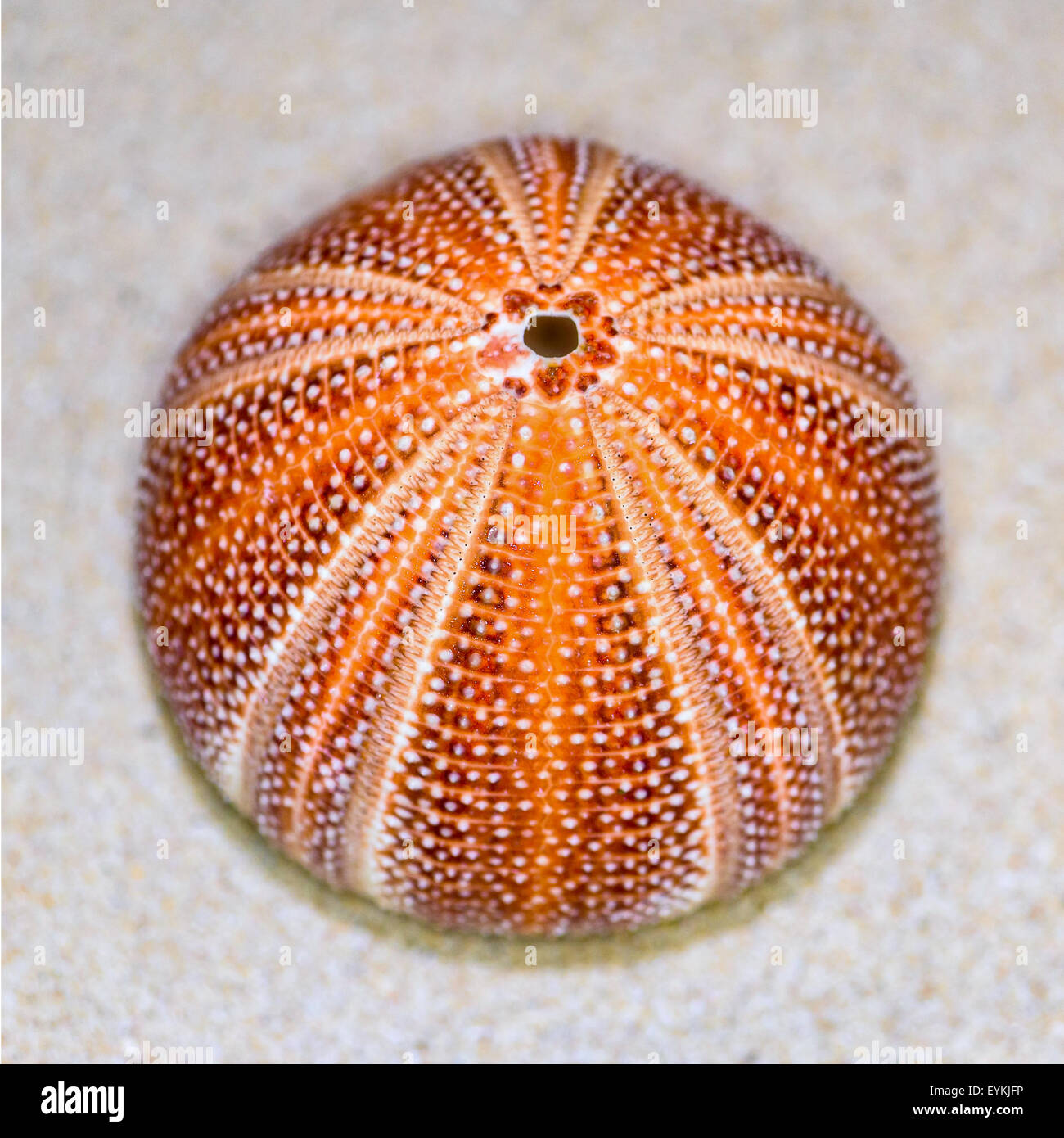 Guscio colorato di ricci di mare o di Urchin è rotondo e spinose con l'arancione e il rosso sulla sabbia Foto Stock