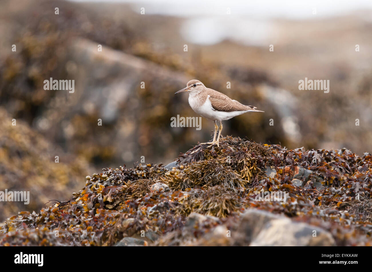 Un comune Sandpiper, Actitis hypoleucos, guardando me. Foto Stock