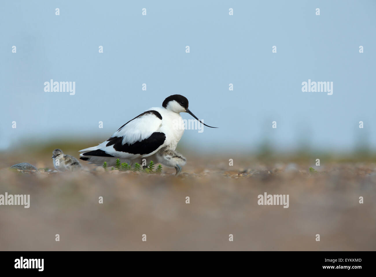 Avocet (Recurvirostra avosetta) proteggere i suoi pulcini sulla spiaggia Foto Stock