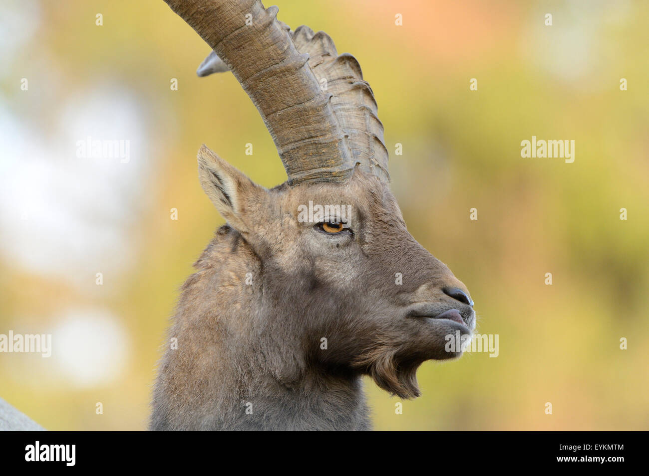 Alpine Ibex, Capra ibex, maschio, capra, ritratto, Foto Stock