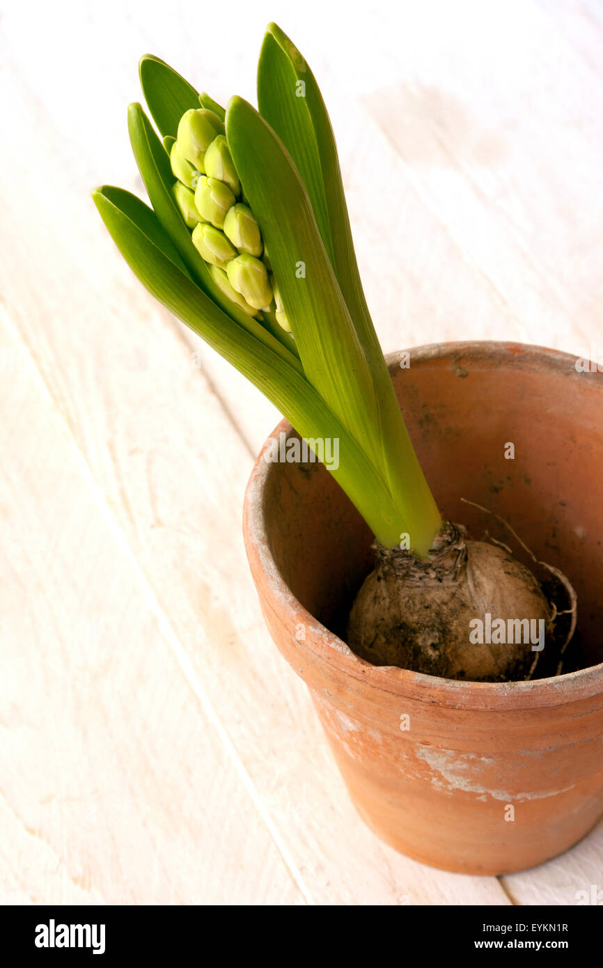La molla, giardino, lampadina, piante, Foto Stock