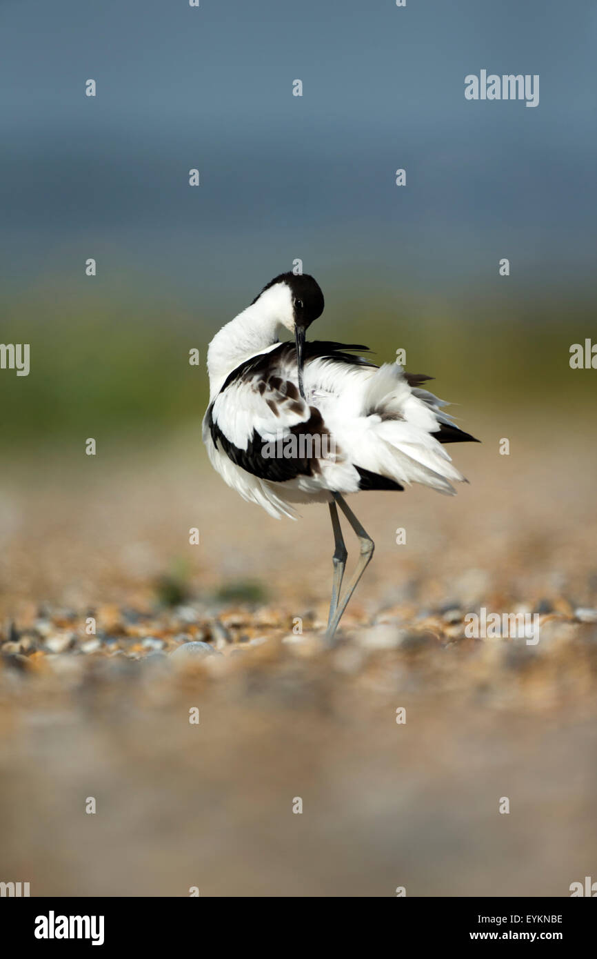 Avocet (Recurvirostra avosetta) preening sulla spiaggia Foto Stock