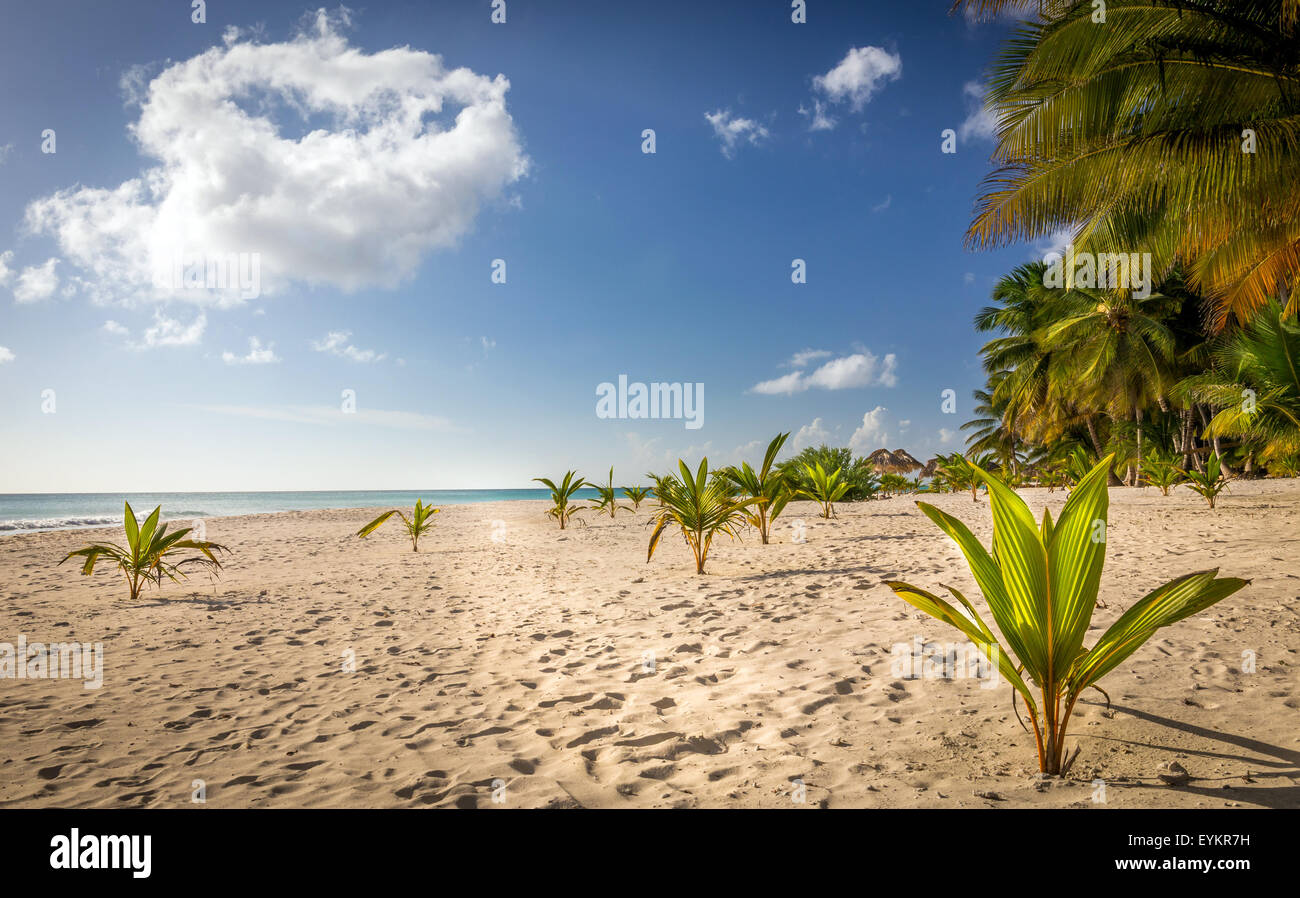 Caraibi bellissima spiaggia sabbiosa sull'isola di Saona, Repubblica Dominicana Foto Stock