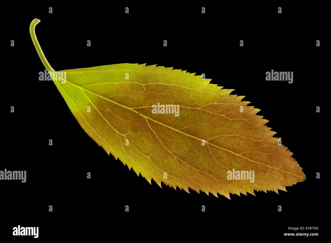 Forsythien, coltivazione, intermedia, Herbstfaerbung, Foto Stock