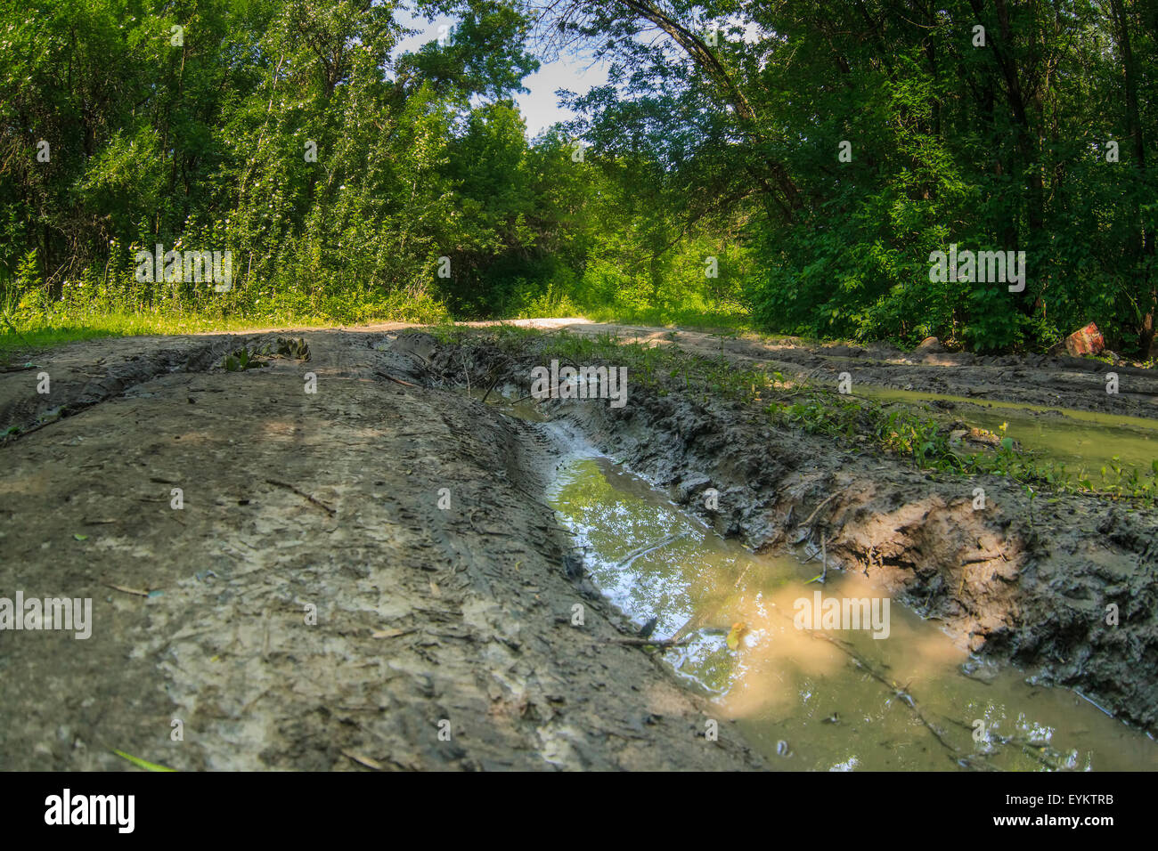 Strada sporco e pozzanghere nei boschi, off-road verdi alberi natura Foto Stock
