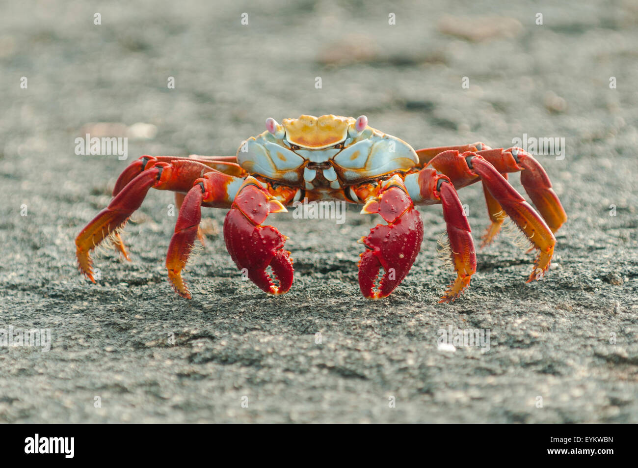 Grapsus grapsus, Sally Lightfoot Crab, Fernandina Island, Isole Galapagos, Ecuador Foto Stock