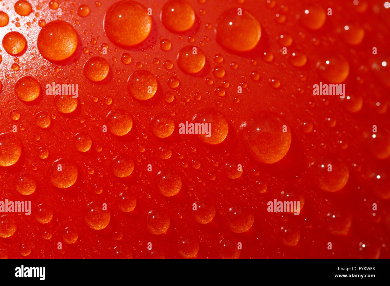 Tomaten; Lycopersicon esculentum; tautropfen, Foto Stock